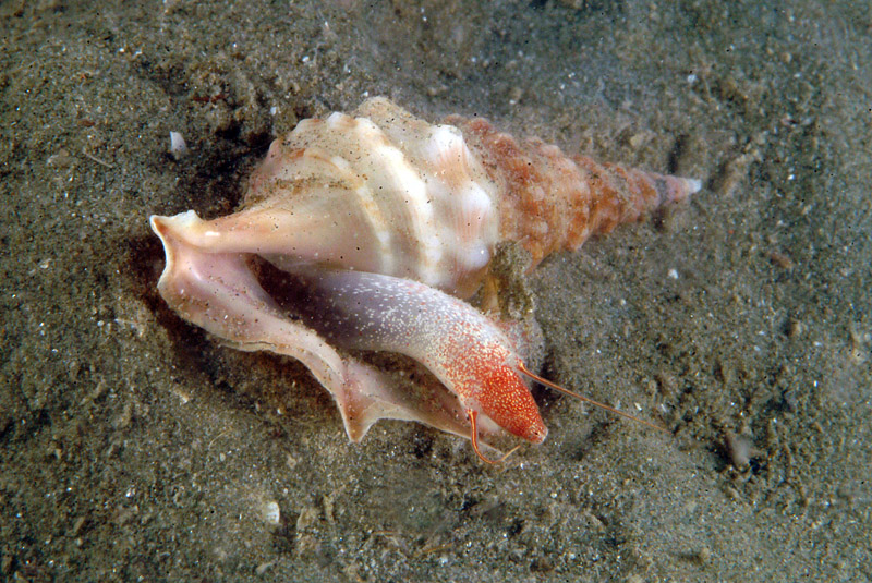 Aporrhais pespelecani